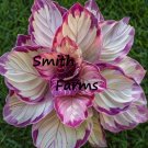 25 Seeds Lavender Tip Calathea Couture Beautiful Purple White Leaves Flowers Garden