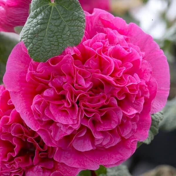 25 Seeds Dbl Bright Pink Hollyhock Perennial 849 Flowers Garden