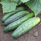25 Seeds Marketmore 6 Cucumbers Flowers Garden
