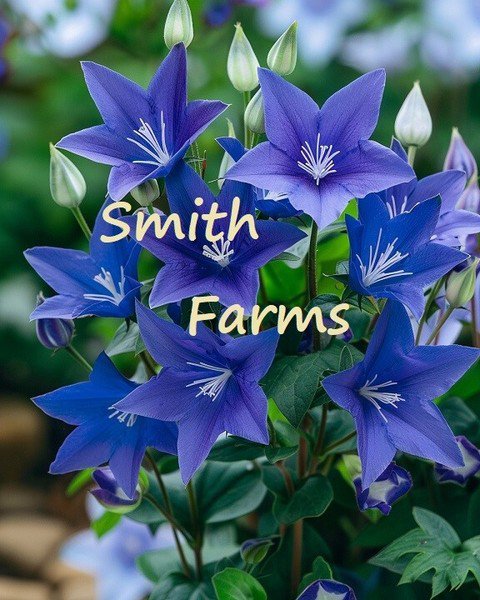 25 Seeds Blue Balloon Platycodon grandiflorus Flowers Garden