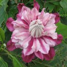 25 Seeds Patricia Clematis Climbing Perennial Plumeria Bloom ER Flowers Garden