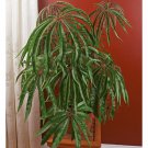 15 Seeds Begonia luxurians house Flowers Garden