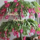 30 Seeds Pink Christmas Cactus ing Tree Flowers Garden
