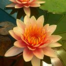 5 OSeeds Orange Yellow Lotus Nelumbo nucifera ing Bloom Hardy Tropical 939 Flowers Garden