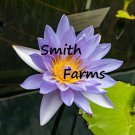 3 LSeeds Lavender Lotus Kamal Nelumbo nucifera Gaertner Water Lily Purple Flowers Garden