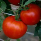 50 Seeds RuBee Prize Tomato Tomatoe Vegetable Edible Canning Flowers Garden
