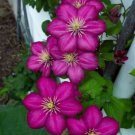 25 Seeds Magenta Clematis Bloom Perennial 8 Flowers Garden