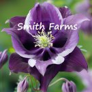25 Seeds Purple Columbine Aquilegia vulgaris Royal Velvet Flowers Garden