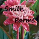 25 Seeds Pink Torch Ginger Etlingera elatior Flowers Garden