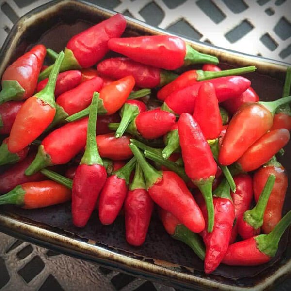 25 Seeds Thai Sun Pepper Vegetables Flowers Garden