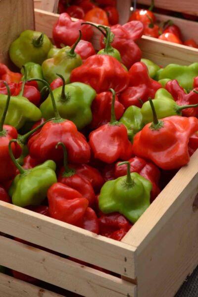 25 Seeds Mad Hatter Pepper Vegetables Flowers Garden