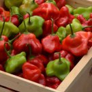 25 Seeds Mad Hatter Pepper Vegetables Flowers Garden