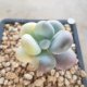 Live Plant