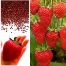 Giant Strawberry Seeds, Garden Fruit Plant, Sweet And Delicious - UK Stock
