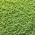 LIME GREEN - Opaque Glass Seed Beads Size 11/0 2mm