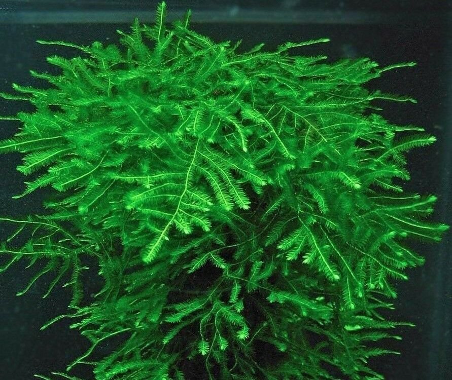 20g Java Moss SHRIMP SAFE Carpet Plants Aquarium Tropical Fish Tank Fry Hide