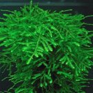 20g Java Moss SHRIMP SAFE Carpet Plants Aquarium Tropical Fish Tank Fry Hide