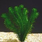 10 stems Oxygenating Pond Tropical Aquarium Live Plants Egeria Elodea Densa loose
