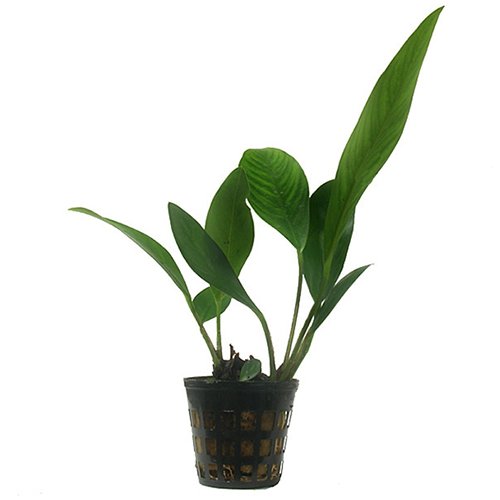 ANUBIAS CONGENSIS - Live Tropical Aquarium Fish Tank Aquatic Plants For Sale - Freshwater Plants