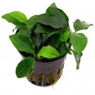 ANUBIAS NANA - Live Tropical Aquarium Fish Tank Aquatic Plants For Sale - Freshwater Plants