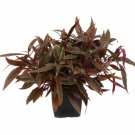 ALTERNANTHERA C - Live Tropical Aquarium Fish Tank Aquatic Plants For Sale - Freshwater Plants