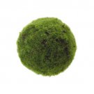 CHLADOPHLORA - Live Tropical Aquarium Fish Tank Aquatic Plants For Sale - Freshwater Plants