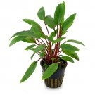 CRYPTOCOTYNE N - Live Tropical Aquarium Fish Tank Aquatic Plants For Sale - Freshwater Plants