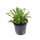 CRYPTOCORINE P - Live Tropical Aquarium Fish Tank Aquatic Plants For Sale - Freshwater Plants