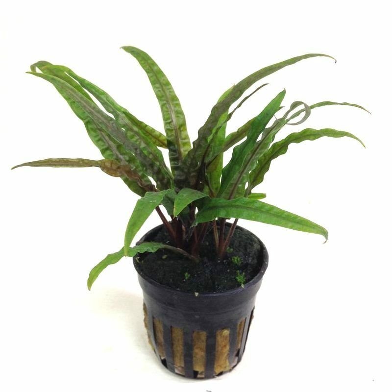 CRYPTOCOTYNE B - Live Tropical Aquarium Fish Tank Aquatic Plants For Sale - Freshwater Plants