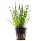ELEOCHARIS A - Live Tropical Aquarium Fish Tank Aquatic Plants For Sale - Freshwater Plants
