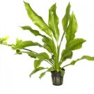 ECHINODORUS P - Live Tropical Aquarium Fish Tank Aquatic Plants For Sale - Freshwater Plants