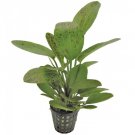 ECHINODORUS O - Live Tropical Aquarium Fish Tank Aquatic Plants For Sale - Freshwater Plants