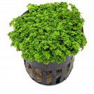HEMIANTHUS C - Live Tropical Aquarium Fish Tank Aquatic Plants For Sale - Freshwater Plants