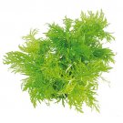 HYGROPHILA D - Live Tropical Aquarium Fish Tank Aquatic Plants For Sale - Freshwater Plants
