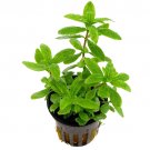 HYGROPHILA P - Live Tropical Aquarium Fish Tank Aquatic Plants For Sale - Freshwater Plants