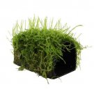 JAVA MOSS - Live Tropical Aquarium Fish Tank Aquatic Plants For Sale - Freshwater Plants