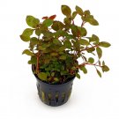 LUDWIGIA R - Live Tropical Aquarium Fish Tank Aquatic Plants For Sale - Freshwater Plants
