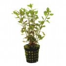 LUDWIGIA P - Live Tropical Aquarium Fish Tank Aquatic Plants For Sale - Freshwater Plants