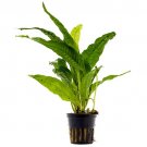MICROSORUM P - Live Tropical Aquarium Fish Tank Aquatic Plants For Sale - Freshwater Plants