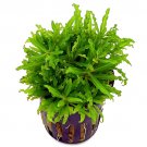 POGOSTEMON H - Live Tropical Aquarium Fish Tank Aquatic Plants For Sale - Freshwater Plants