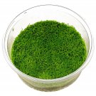 RICCIA MOSS - Live Tropical Aquarium Fish Tank Aquatic Plants For Sale - Freshwater Plants