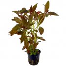 LUDWIGIA G - Live Tropical Aquarium Fish Tank Aquatic Plants For Sale - Freshwater Plants