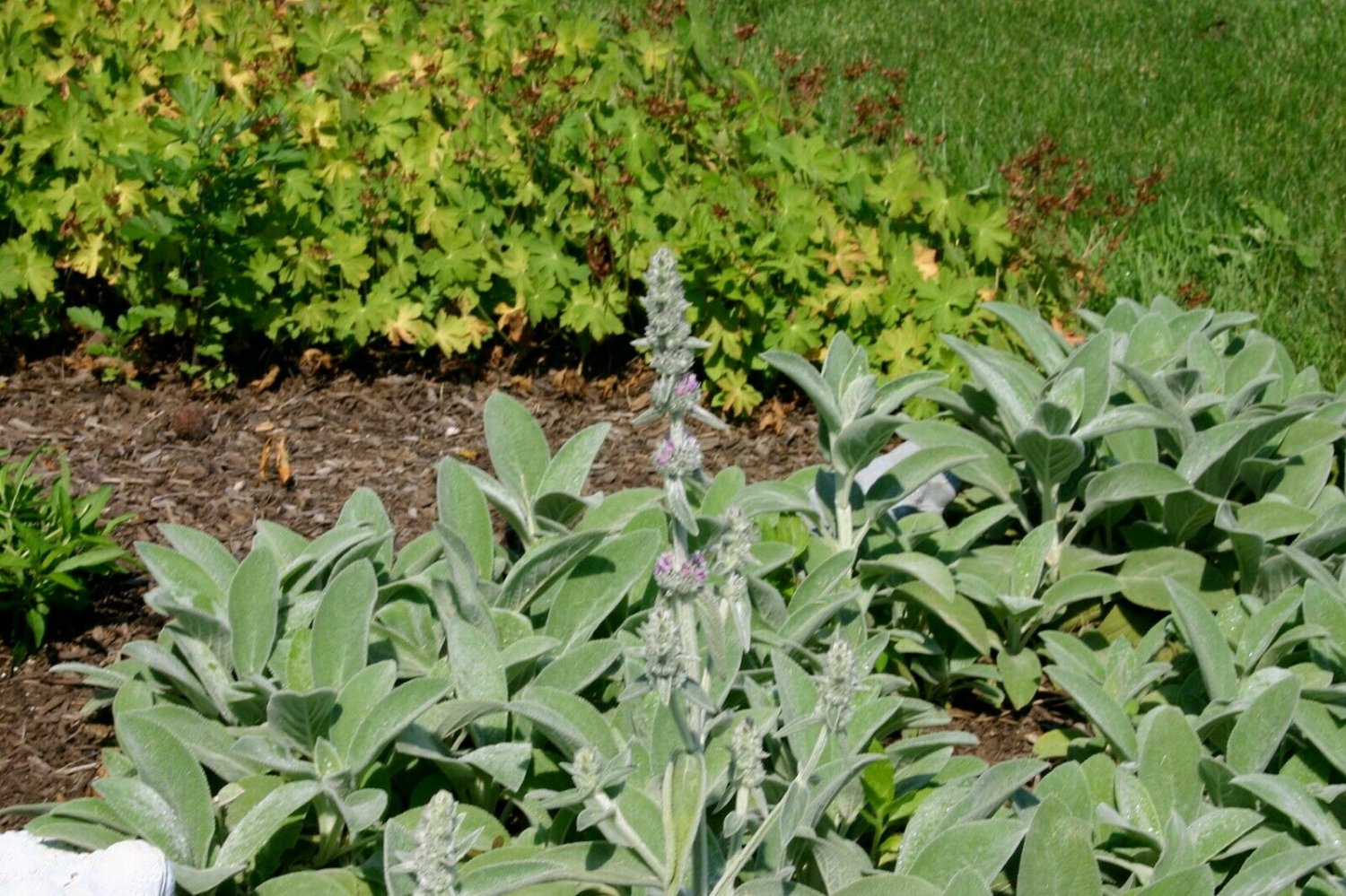 LAMB'S EAR Perennial Jumbo Plug Plants Best for Planting