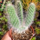 Opuntia (Prickly Pear) Snow "Blue Jacket" Cactus 4 inch #A