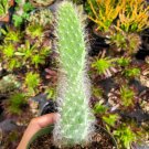 Opuntia (Prickly Pear) Snow "Blue Jacket" Cactus 4 inch #B