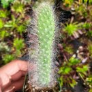 Opuntia (Prickly Pear) Snow "Blue Jacket" Cactus 2 inch