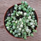 Variegated String of Pearls Senecio rollqwleyanus Succulent Plant 4 inch