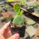 Santa Rita Purple Prickly Pear Cactus 2 inch