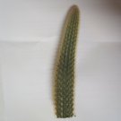 Cleistocactus winteri Golden Rat Tail Cactus 6 inch cutting
