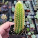 Cleistocactus winteri Golden Rat Tail Cactus 2 inch